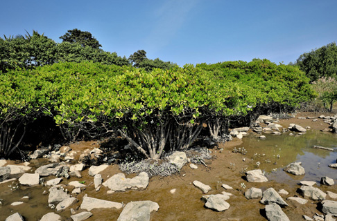 廣州大角山海濱公園紅樹(shù)林生態(tài)修復工程項目